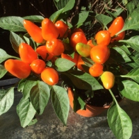 Zierpaprika orange