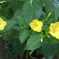 Japanische Wunderblume gelb
