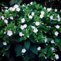 Japanische Wunderblume weiß